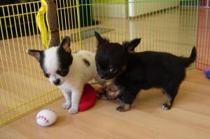 Lovelychihuahuapuppiesavailable